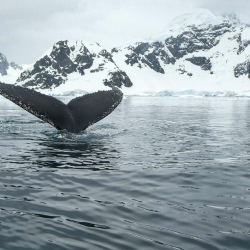 foto ballena