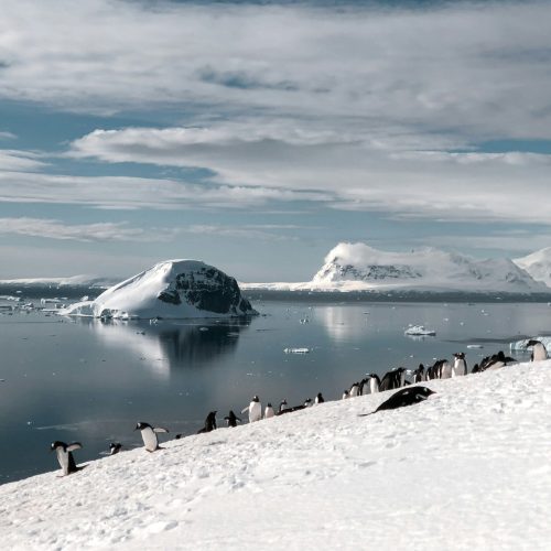 foto pinguinos